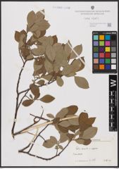 Foto von Salix aurita L.